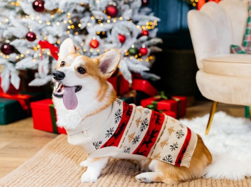 Vianoce a Silvester s domácimi miláčikmi bez starostí