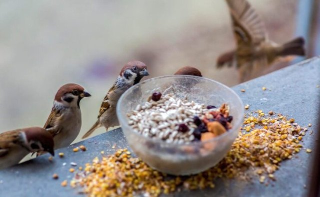 Prikrmovanie vtákov a drobnej zveri: Ako pomôcť prírode v zimnom období správne