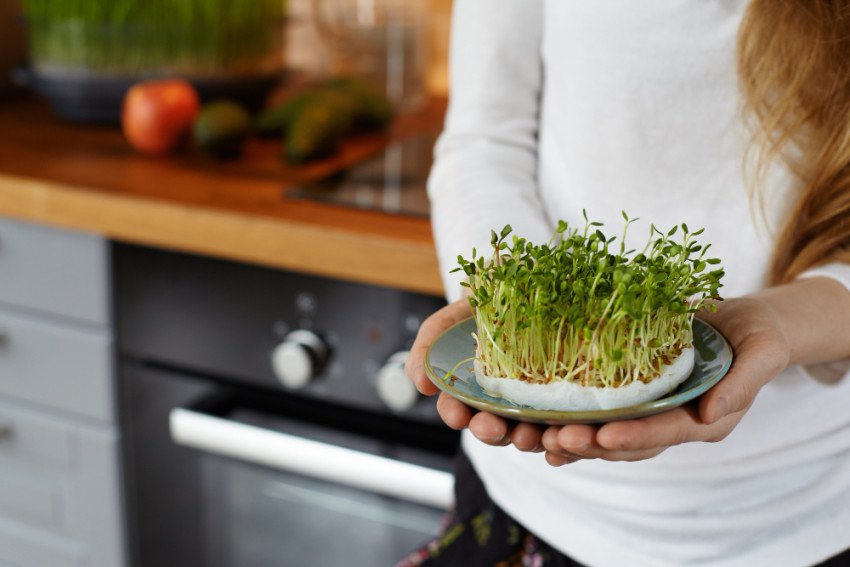 Klíčky a microgreens: Malé rastliny s veľkou silou pre zdravie