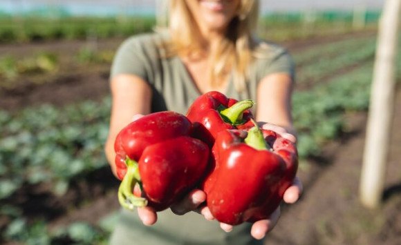 Vitamín C zo záhradky: Prírodná sila ukrytá v domácej úrode