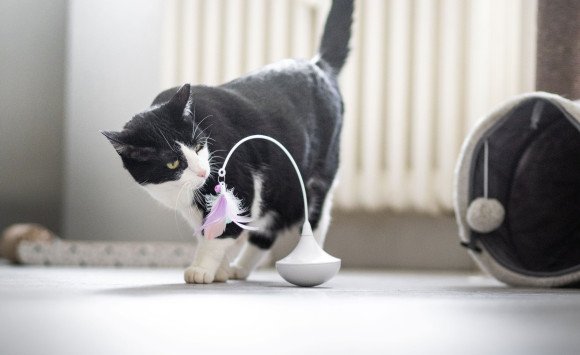 3 tipy na domáce aktivity pre mačky, ktoré ich spoľahlivo zabavia