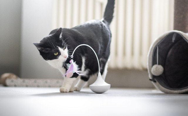 3 tipy na domáce aktivity pre mačky, ktoré ich spoľahlivo zabavia