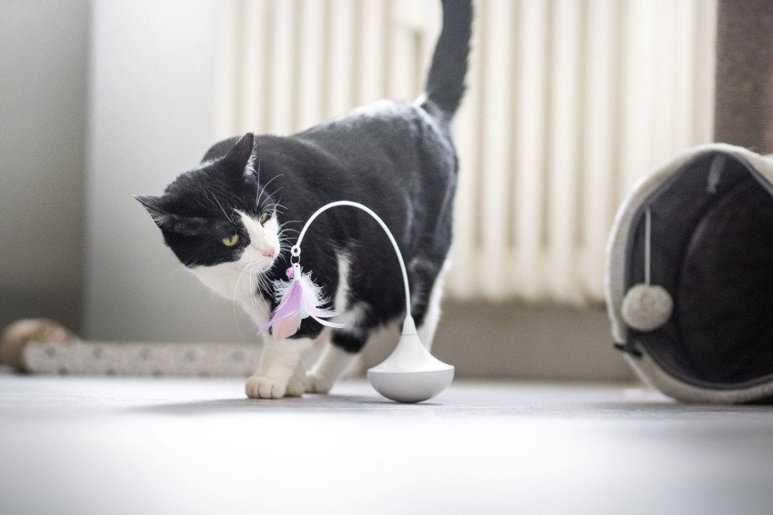 3 tipy na domáce aktivity pre mačky, ktoré ich spoľahlivo zabavia