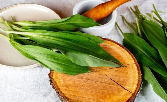 Medvedí cesnak: Zber a využitie jarného pokladu z prírody