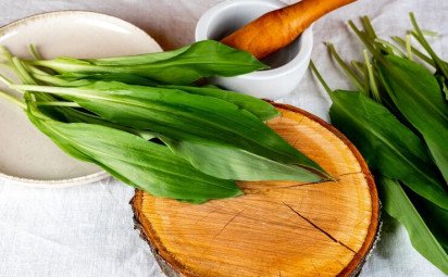 Medvedí cesnak: Zber a využitie jarného pokladu z prírody