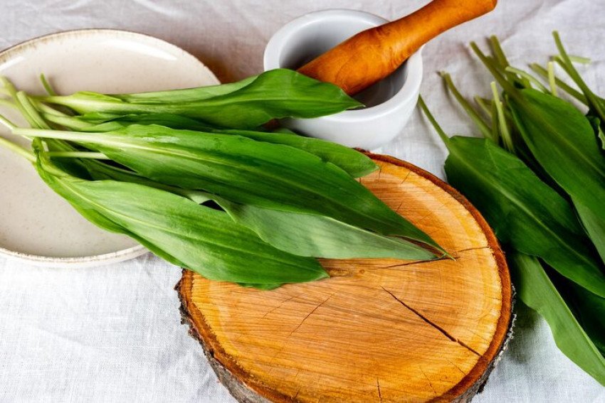 Medvedí cesnak: Zber a využitie jarného pokladu z prírody