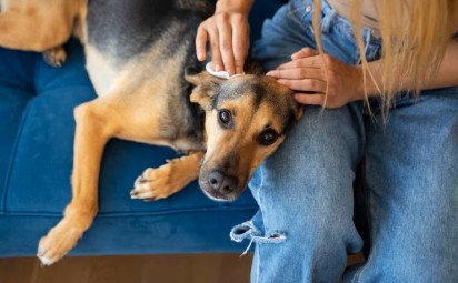 Jarné prechádzky a kliešte: Ako chrániť seba aj svojho štvornohého miláčika