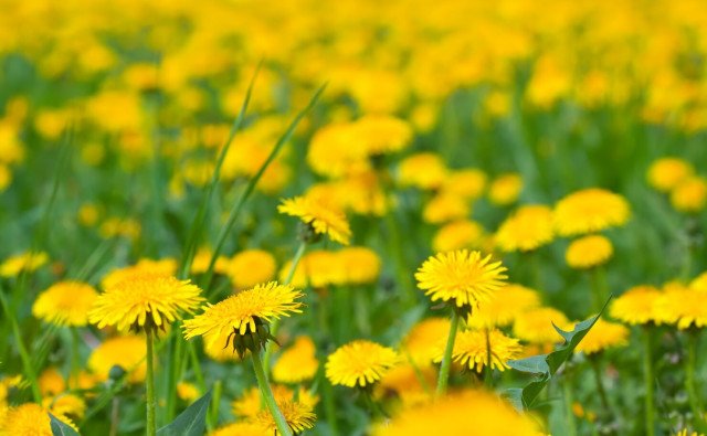 Liečivá púpava: Viete, ako využiť jej kvety, listy či koreň?