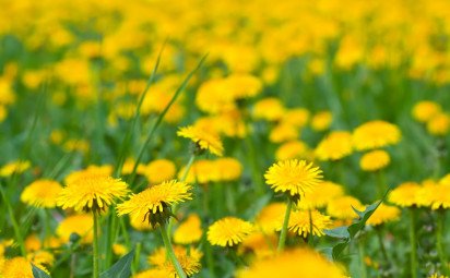 Liečivá púpava: Viete, ako využiť jej kvety, listy či koreň?