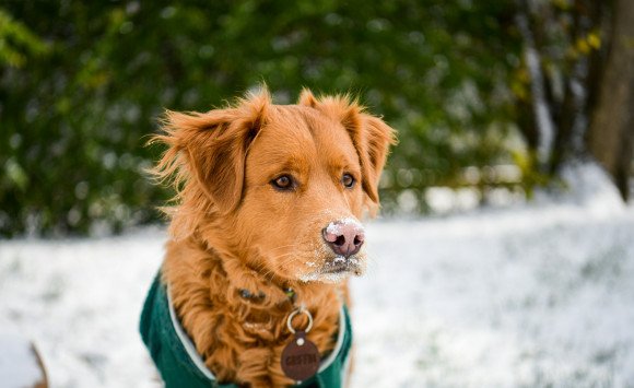 Prechladnutie u psa je v zime pomerne bežné