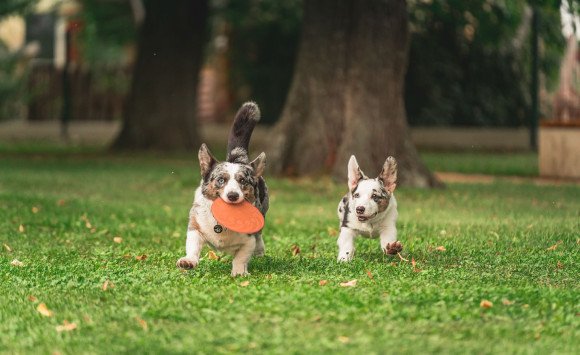 Sezóna kliešťov sa začala. Ako ochrániť psy a mačky pred parazitmi?