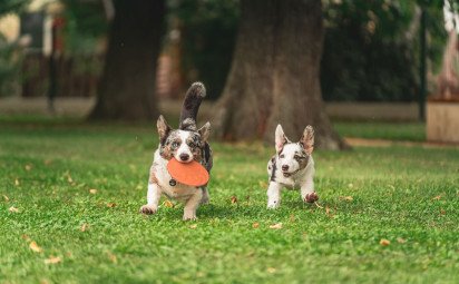 Sezóna kliešťov sa začala. Ako ochrániť psy a mačky pred parazitmi?