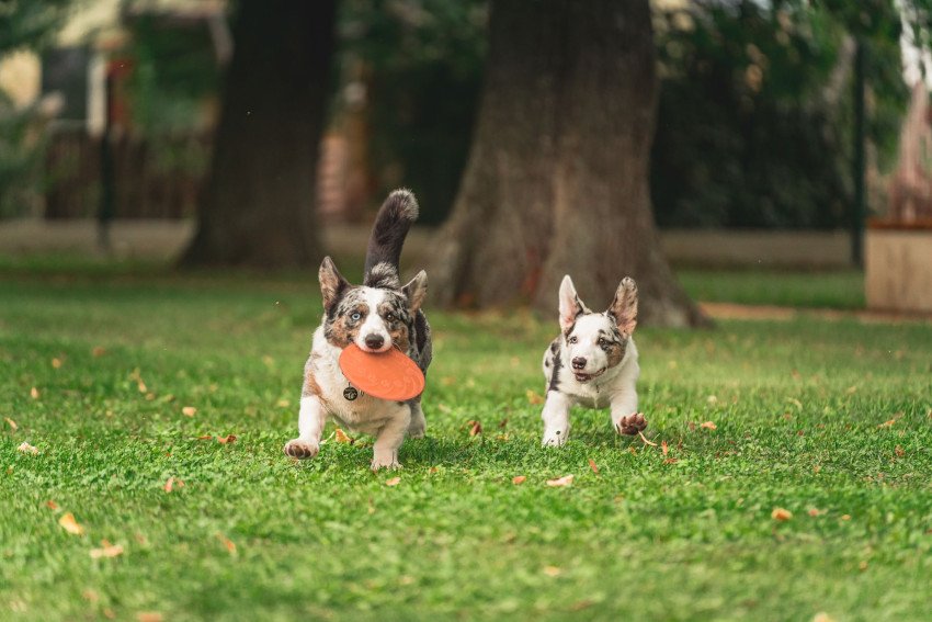 Sezóna kliešťov sa začala. Ako ochrániť psy a mačky pred parazitmi?