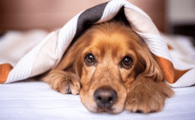 Jarné upratovanie s pĺznucim domácim miláčikom je každý deň