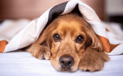 Jarné upratovanie s pĺznucim domácim miláčikom je každý deň