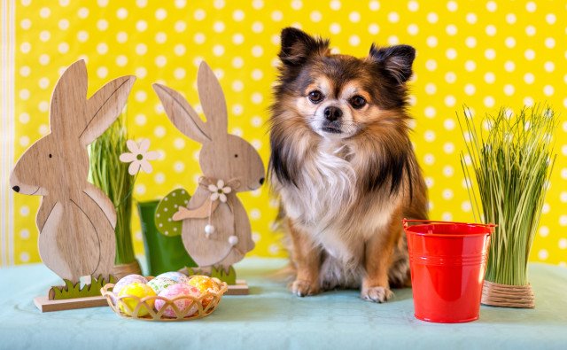Veselá Veľká noc s domácimi miláčikmi