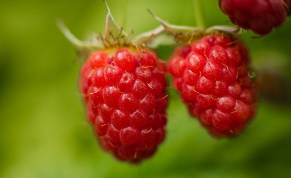 Maliny, černice a čučoriedky: Lesné ovocie plné antioxidantov pre mozog aj imunitu