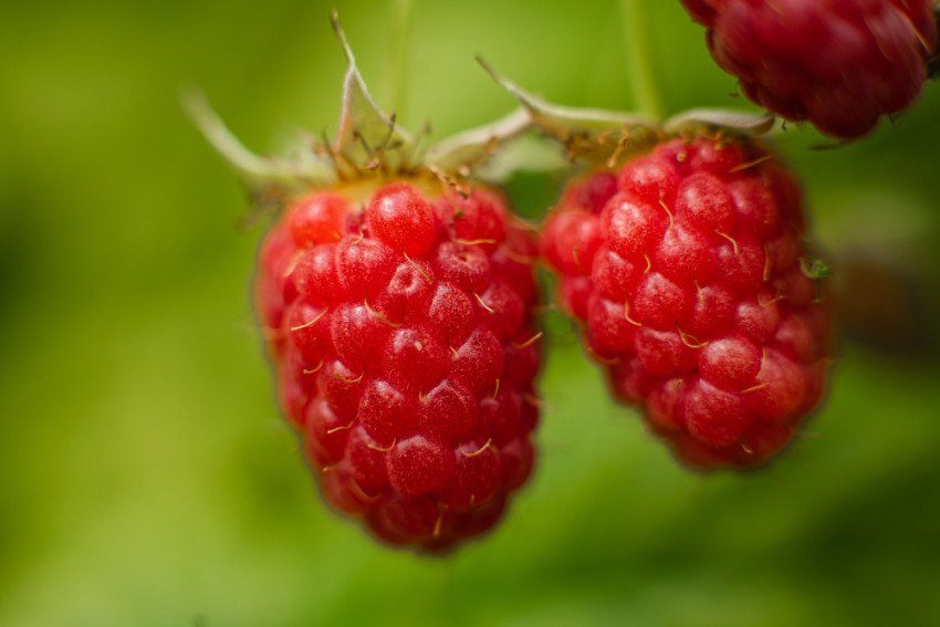 Maliny, černice a čučoriedky: Lesné ovocie plné antioxidantov pre mozog aj imunitu