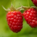 Maliny, černice a čučoriedky: Lesné ovocie plné antioxidantov pre mozog aj imunitu
