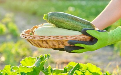 Cuketa v kuchyni: Najuniverzálnejšia letná zelenina