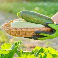Cuketa v kuchyni: Najuniverzálnejšia letná zelenina