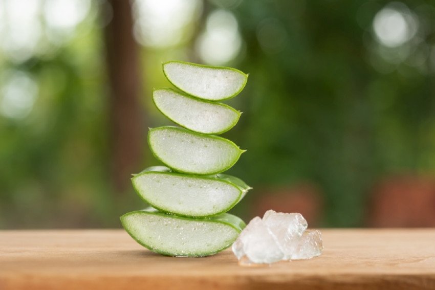 Aloe vera v domácnosti: Kedy môže byť užitočná a kedy radšej siahnuť po inom riešení