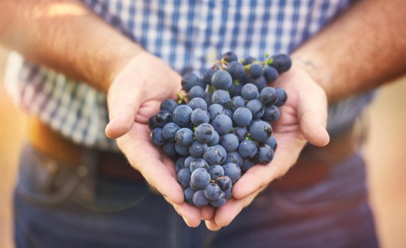 Hrozno: Sladké bobule plné antioxidantov, ktoré prospievajú srdcu aj mozgu