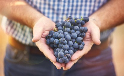 Hrozno: Sladké bobule plné antioxidantov, ktoré prospievajú srdcu aj mozgu