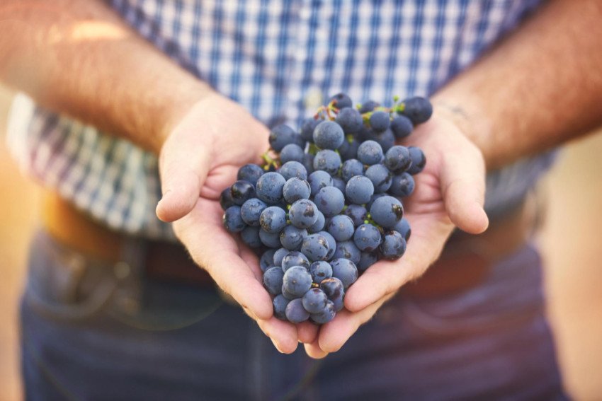 Hrozno: Sladké bobule plné antioxidantov, ktoré prospievajú srdcu aj mozgu