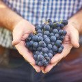 Hrozno: Sladké bobule plné antioxidantov, ktoré prospievajú srdcu aj mozgu