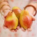 Hrušky: Šťavnaté ovocie, ktoré podporuje trávenie, srdce aj zdravú imunitu