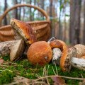 Čo prináša jeseň na tanier: Potraviny, ktoré sa oplatí zaradiť do jedálnička