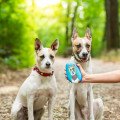 Kamienková výzva Super zoo hlási druhý ročník vďaka veľkému záujmu verejnosti