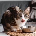 Prieberčivá mačka nemusí byť iba rozmarná, upozorňujú odborníci